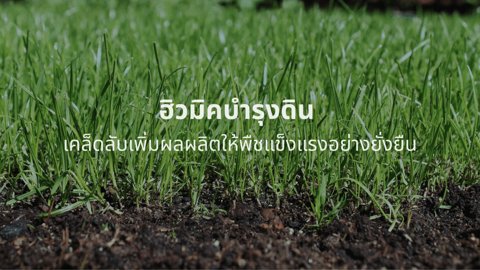 ภาพหญ้าเขียวสดเจริญเติบโตบนดินที่อุดมสมบูรณ์ พร้อมข้อความโปรโมต ฮิวมิคบำรุงดิน เคล็ดลับเพิ่มผลผลิตให้พืชแข็งแรงอย่างยั่งยืน