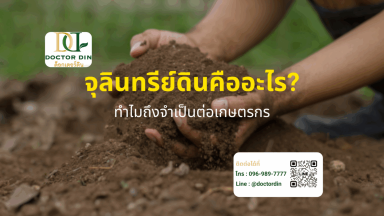 จุลินทรีย์ดิน คืออะไร